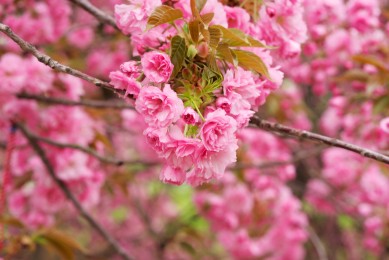 2025年三輪車(chē)品牌排行榜_最新三輪車(chē)排名分享