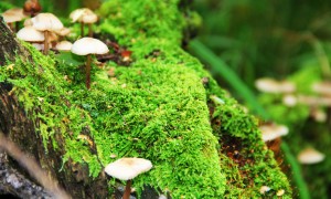 寶寶奶粉喝到幾歲最好？這是一個需要深入探討的問題嗎？