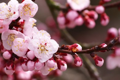 哥斯乙:阿塞里vs摩拉維亞足球賽前分析