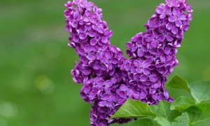 駱駝奶粉真的有營養嗎？