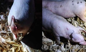 湖北恩施一地有老虎沖進(jìn)豬圈？當(dāng)?shù)亓謽I(yè)局辟謠：網(wǎng)上視頻系拼湊