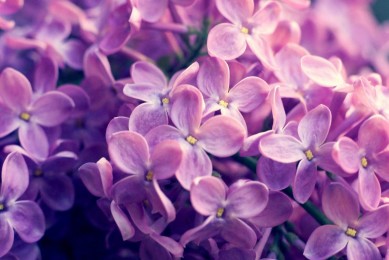 十大演出票務平臺排行榜-演唱會門票在哪個app買