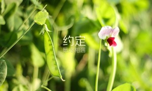 吉祥鼠哪個品牌好？品牌吉祥鼠推薦