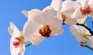 小安素奶粉的功效真的能全面改善寶寶的營養狀況嗎？