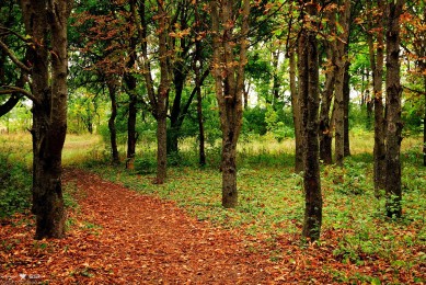 世界十大最耐用發動機