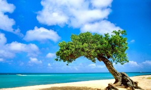 內蒙古羊奶粉品牌：是否真的更適合中國寶寶的體質？