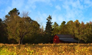 女生喝什么奶粉比較好？