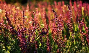 君樂寶樂臻奶粉怎么樣？值得信賴的嬰幼兒營養(yǎng)選擇嗎？