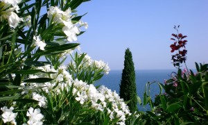 2025年蒙脫石散哪個品牌好