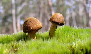 寶寶吃奶粉哪個牌子好？